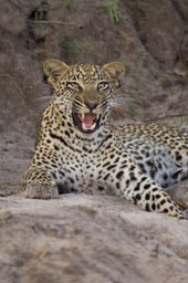 Lying leopard, yawning